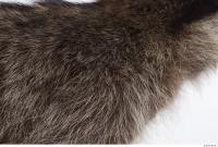 raccoon fur 0015